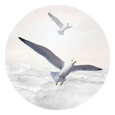 DAROUND 101 WT Journey Home Clouds Birds White